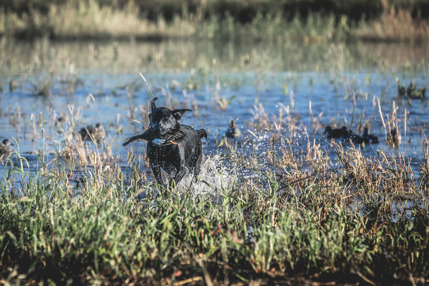 A black Labrador retrieving a duck through marsh water at first light