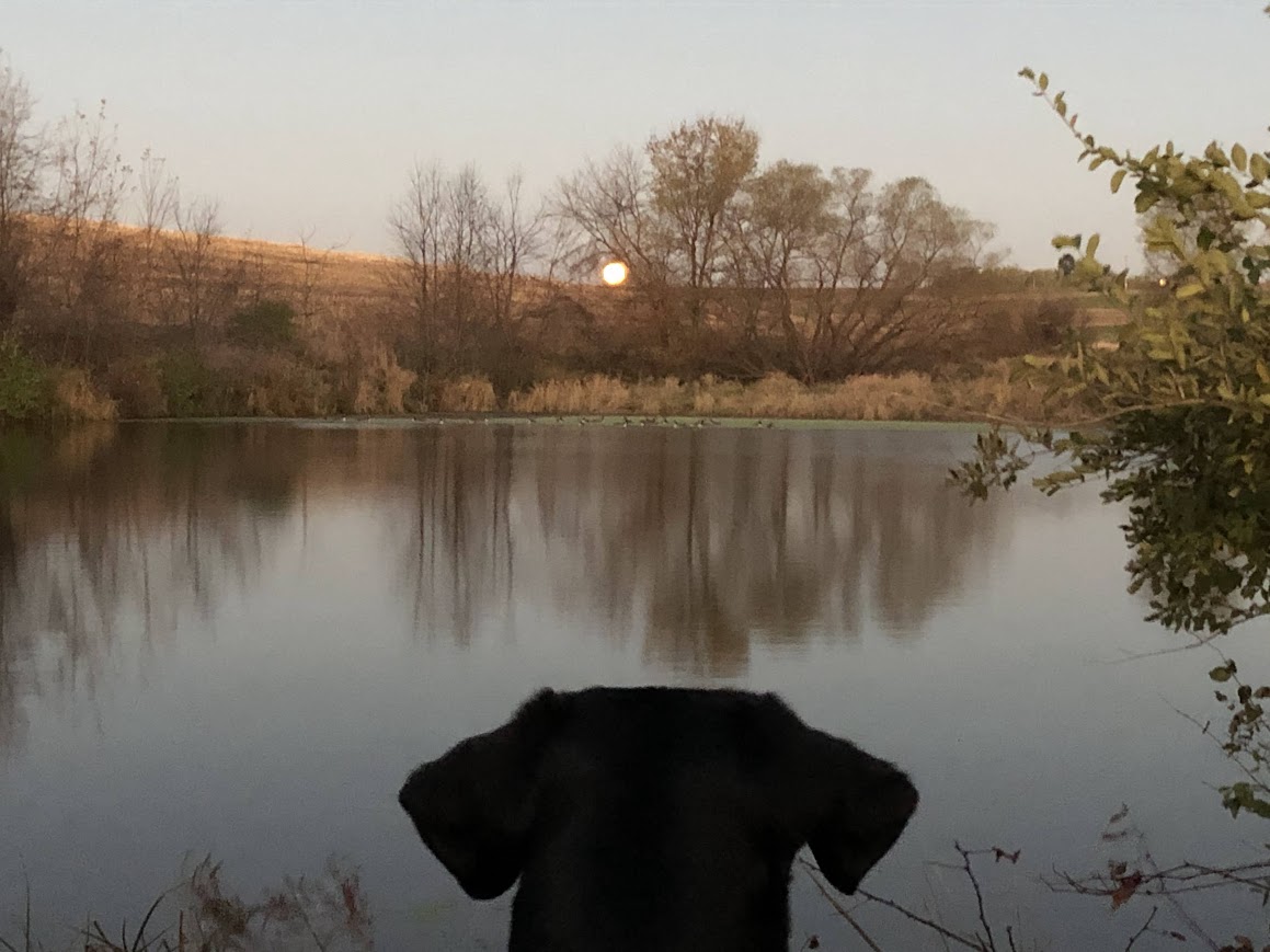 Cricket the dog watching the moonrise over a pond